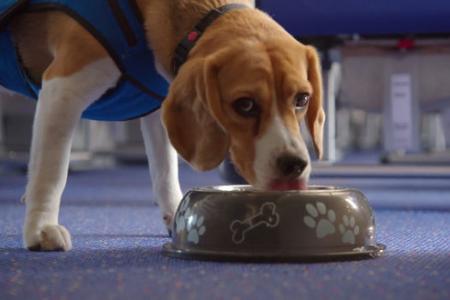 Meet airline KLM's detective Sherlock, the dog
