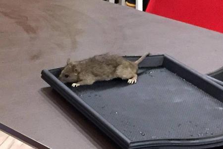 Mall rat drops in on foodcourt diners