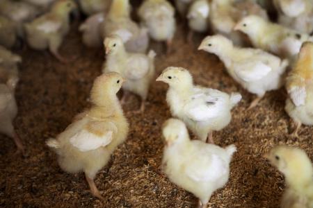 Nearly 1,000 chickens killed by intruders at California farm
