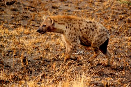 Zookeepers try to mate hyenas for years, only to find out both are male