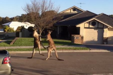 WATCH: Two kangaroos get into a boxing match in the middle of the street