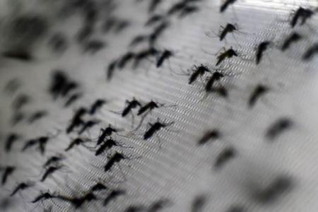 Could a Malaysian jumping spider be the key to curbing dengue and malaria?