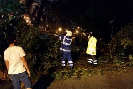 Two cops die after tree flattens police booth in KL