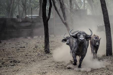 Man slashed to death in M'sia for stealing a buffalo