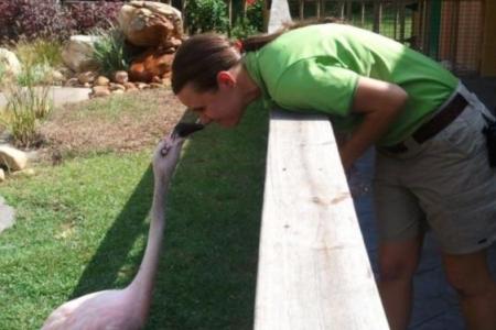 Uni student arrested for stealing flamingo from US zoo during scavenger hunt