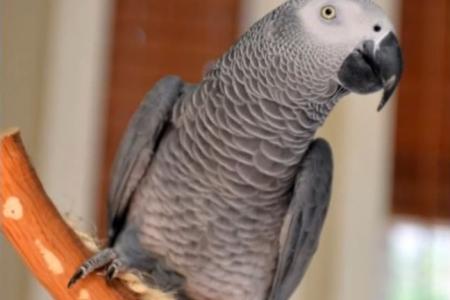 Missing parrot returns to owner 4 years later, speaking Spanish