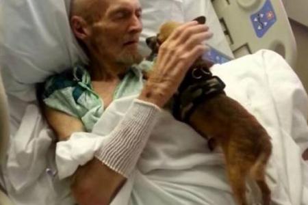 Terminally ill patient's condition improves after emotional reunion with his pet dog