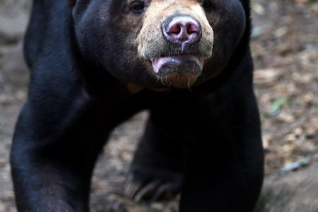 Bear bites off 9-year-old boy's arm in China zoo