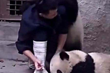 WATCH: How pandas say no when it's time to take medicine