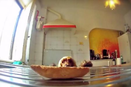 Video: Cute dog tries its darndest to get bread roll