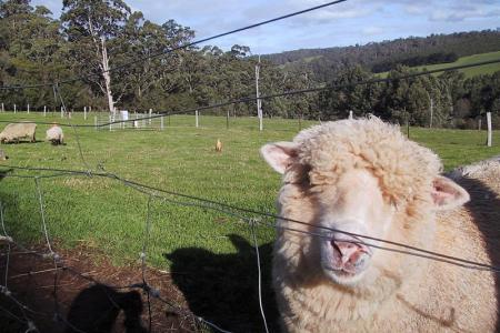 Feeling woolly-headed yet? Hungry sheep gobble up $8k worth of narcotics