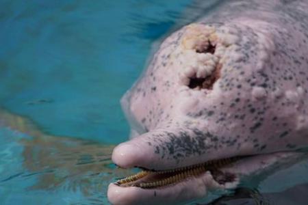 Underwater World Singapore says its dolphin has skin cancer