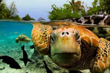 GALLERY: 7 incredible pictures of the underwater world