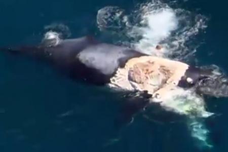 WATCH: Australian man 'surf' on top of whale. Even his mum thinks he's an idiot