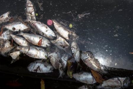 Dead  fish in Rio Olympic bay venue baffle scientists