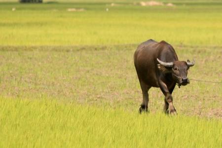 Indian plane hits stray buffalo during take-off