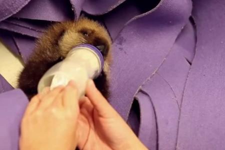 WATCH: Rescued baby otter learns how to be an otter
