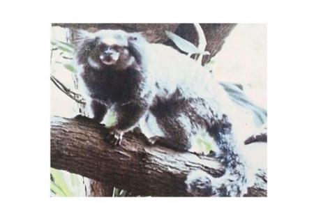 Monkeys stolen from Johor zoo