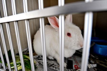 US teacher apologises for killing, skinning rabbit in biology class