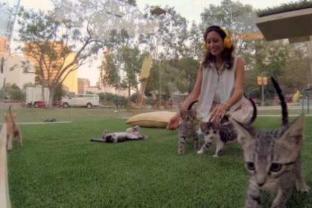 WATCH: Kitten therapy to 'paws' your mid-week stress