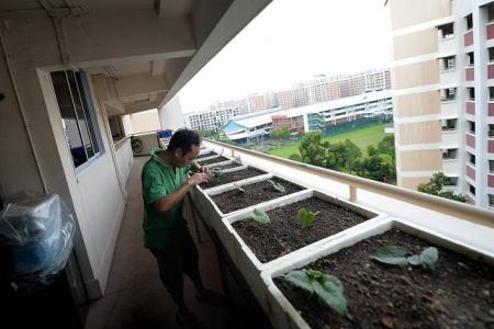 Urban farmers in Singapore