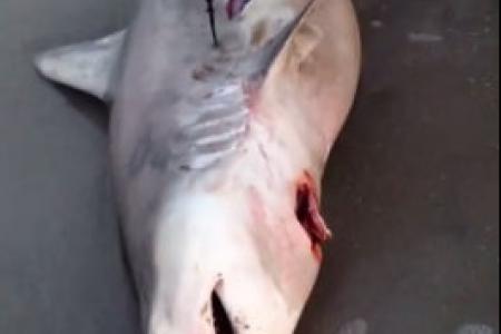 WATCH: Beachgoer-surgeon gives dead shark a C-section to save its three pups