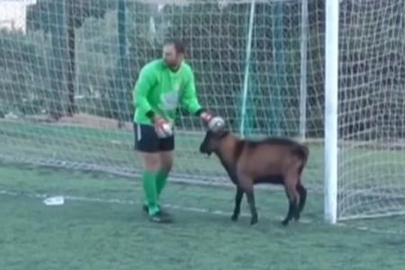 WATCH: Goat invades pitch, interrupts soccer match