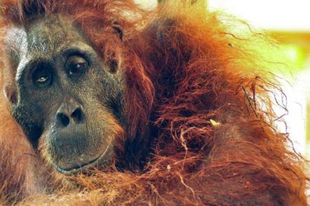 Borneo orangutan dies after being found with 40 bullets in her body