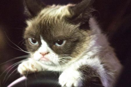 Grumpy Cat a diva? Prima Donna? She just looks that way, co-star tells TNP