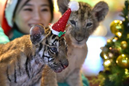 GALLERY: Adorable animals celebrate Christmas all over the world