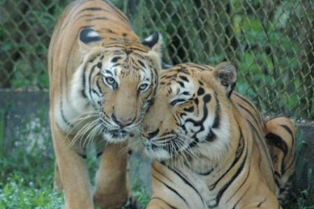 Xmas drama at M'sia zoo: Tiger escapes, re-captured hours later