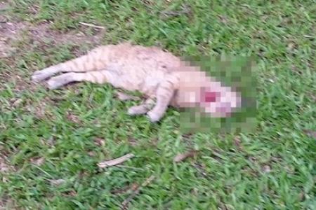 Two cats found dead in Telok Blangah; One cat had its throat slit