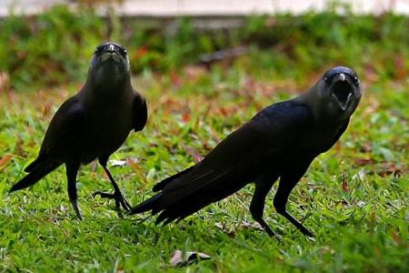 Crows attack people in Hougang