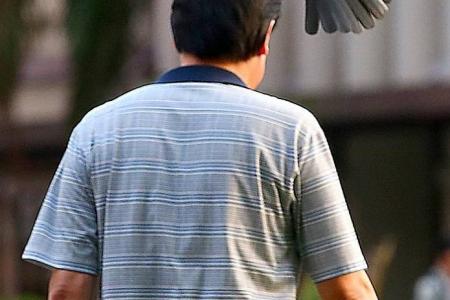 Crows attack people in Hougang