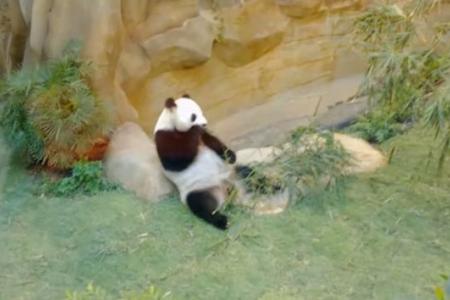 Pandas at M'sia zoo put on diet