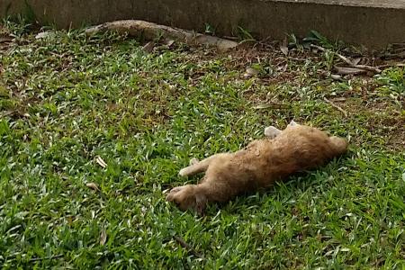 'Odd to see dead cats so near each other’