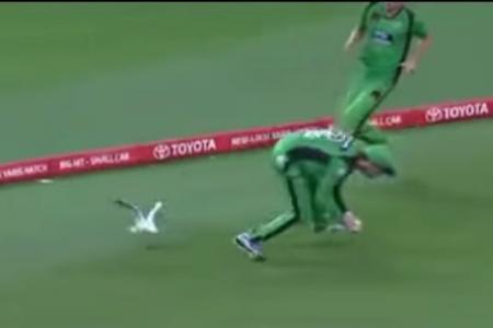 WATCH: It's alive! Seagull comes back to life after taking cricket ball smasher 