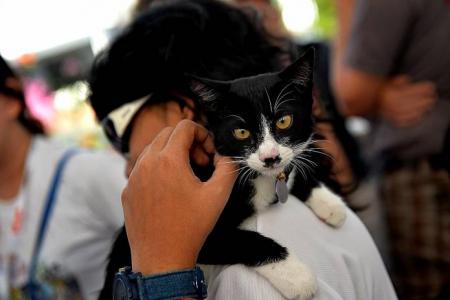 Purr-fect day at Responsible Pet Ownership event