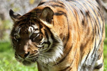 Thailand’s Tiger Temple raided for suspected wildlife trafficking; tigers impounded 