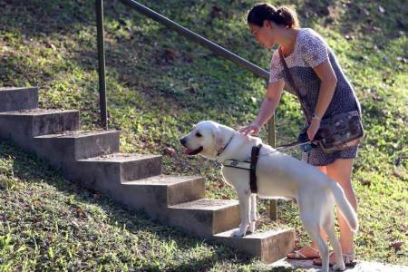 Training a guide dog for the blind