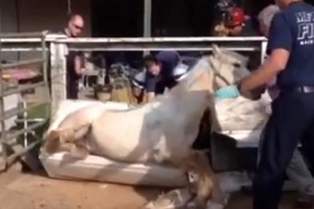  Watch: Firefighters rescue horse stuck in a bathtub 