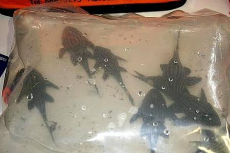 Qian Hu exec charged with trying to smuggle endangered fish into Australia