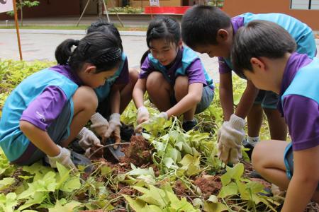 Here's how we mark Total Defence: Plant, harvest & munch on sweet potatoes in school 