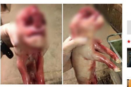 Two piglets, one in China and one in Scotland, both born with 'human features' and 'genitals' on forehead