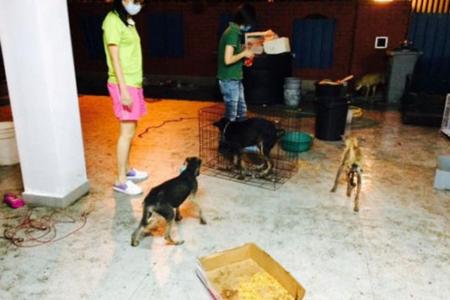 S'porean shocked to find 30 starving dogs in Johor house he rented out to vet