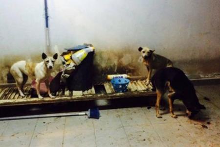 S'porean shocked to find 30 starving dogs in Johor house he rented out to vet