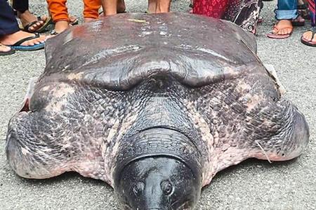 Endangered 100kg turtle caught in M'sia may end up in pot