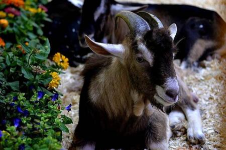 Pray for Goat luck