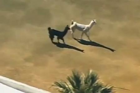 Llamas on the loose in US causes online frenzy