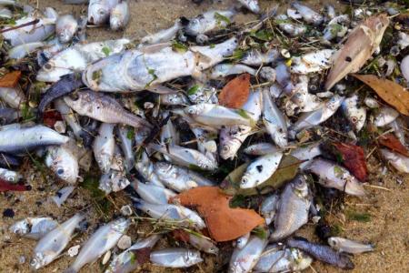 Mass fish deaths not just at Changi: What's going on at Pasir Ris beach?